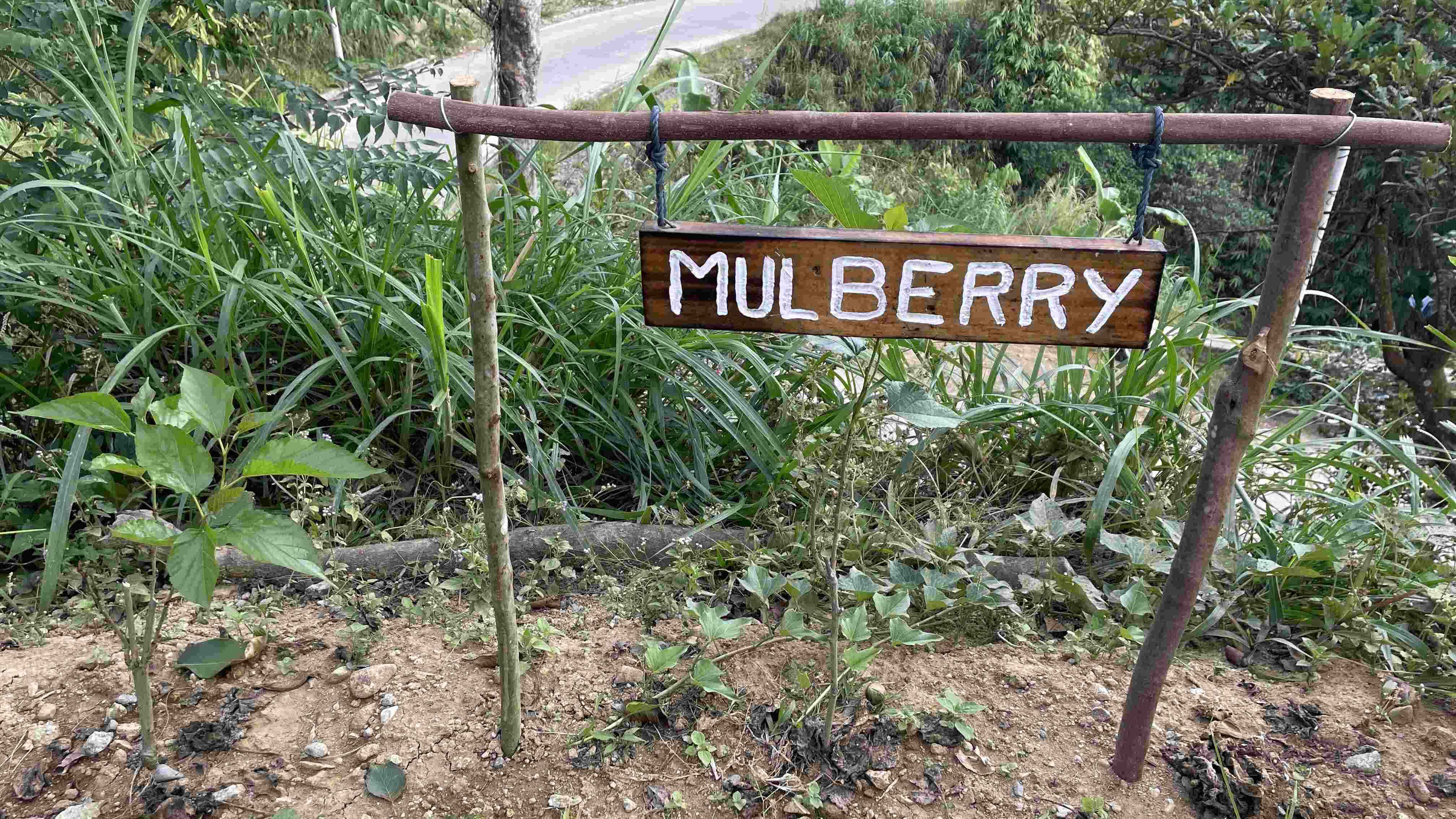 The Many Uses of Mulberry Jam
